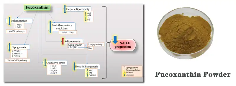 Fucoxanthin Powder .jpg